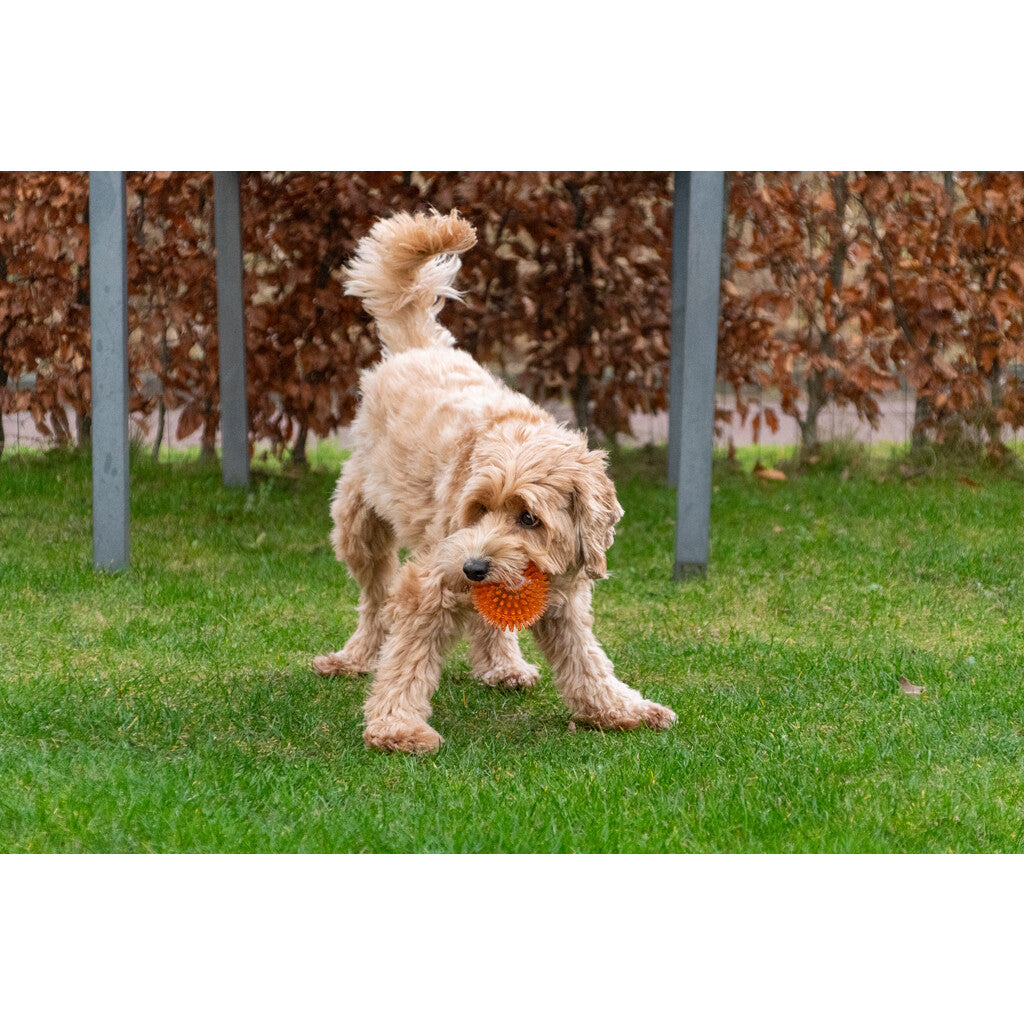 Dog Comets Exoplanet Piggball