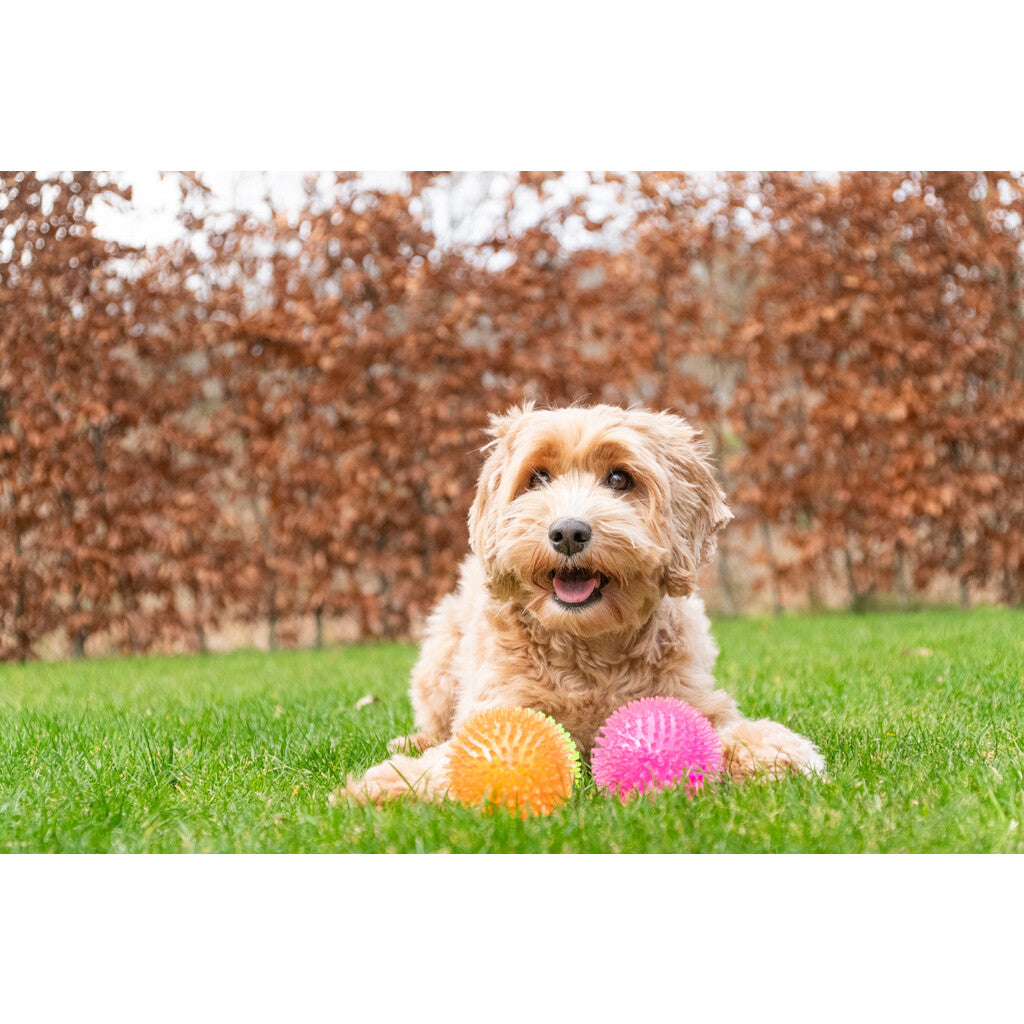 Dog Comets Exoplanet Piggball