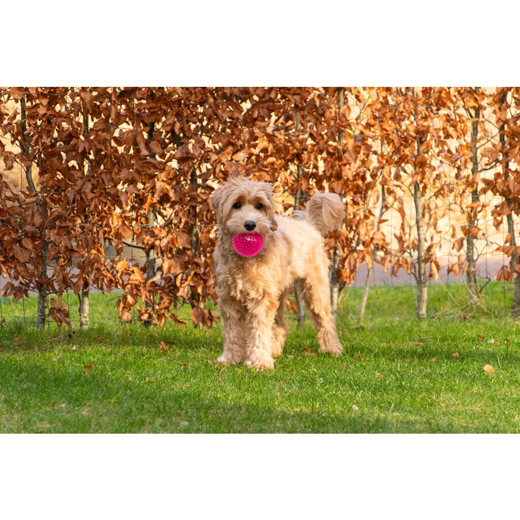 Dog Comets Exoplanet Piggball