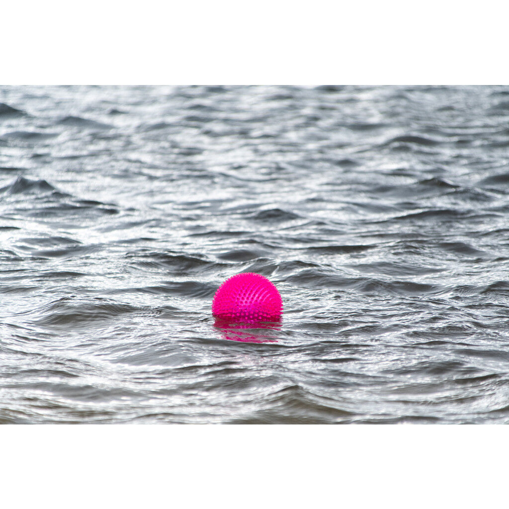 Dog Comets Exoplanet Piggball