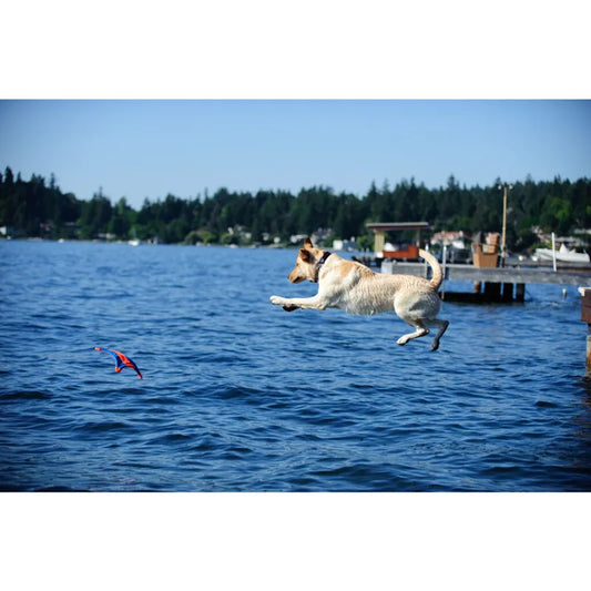 Chuckit! Flying Squirrel M 35cm